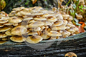 Sulphur tuft, Hypholoma fasciculareÂ on a rotting trunk